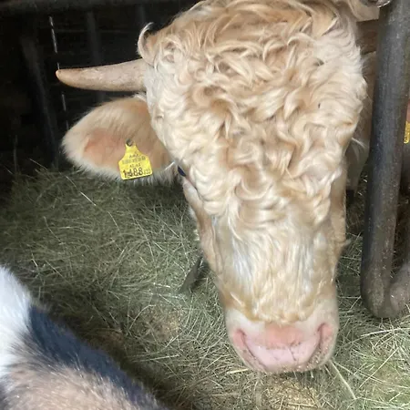 Farm stay Ponyhof Nachbar Stein im Jauntal